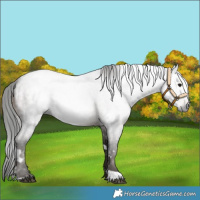 Horse Color:Gray White Spotted Brown Roan 