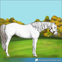Horse Color:Gray Chestnut Tobiano Frame 