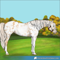 Horse Color:Gray Gold Cream Champagne Tobiano Near Leopard