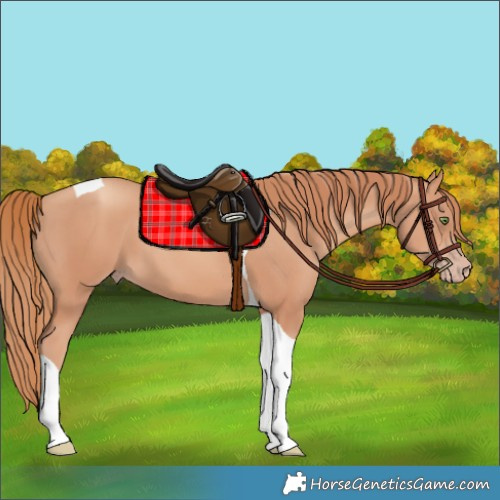 Horse Color:Gold Champagne Tobiano 