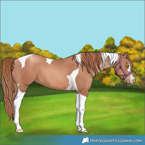 Horse Color:Gold Champagne Tobiano