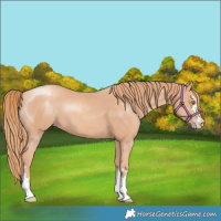 Horse Color:Gold Champagne