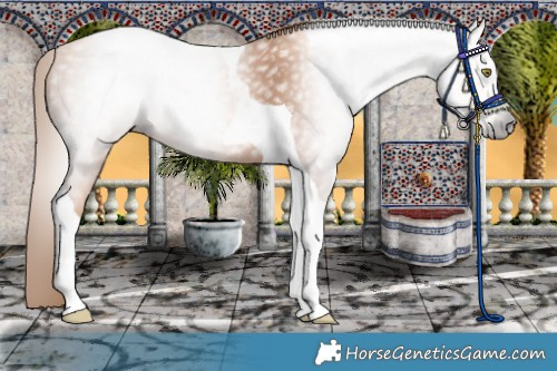 Horse Color:Gray Gold Champagne Tobiano 