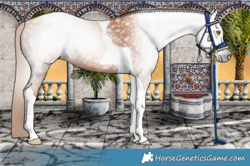 Horse Color:Gray Gold Champagne Tobiano 