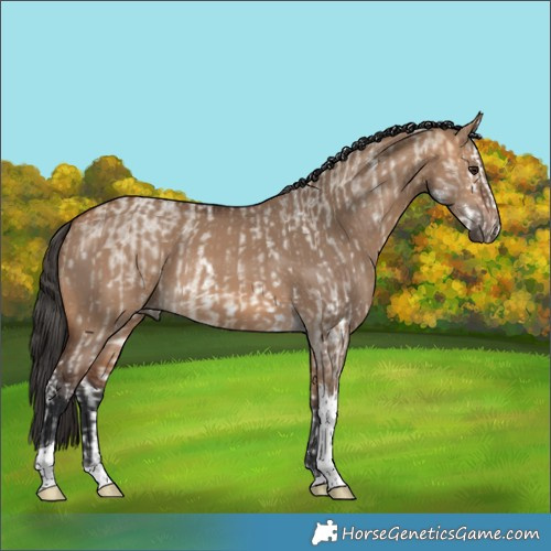 Horse Color:Buckskin Roan Dun Sabino Splash Rabicano  and Bay Dun Tobiano Rabicano 