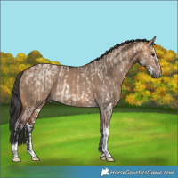 Horse Color:Buckskin Roan Dun Sabino Splash Rabicano  and Bay Dun Tobiano Rabicano 