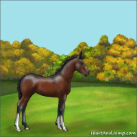 Horse Color:Brown 