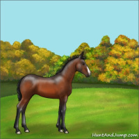 Horse Color:Brown 