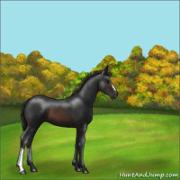 Horse Color:Brown 