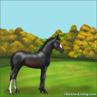 Horse Color:Brown 