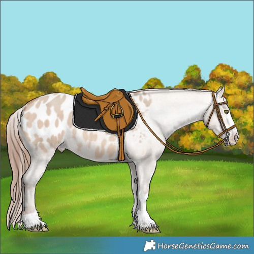 Horse Color:Amber Champagne Dun Appaloosa 