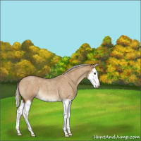Horse Color:Silver Buckskin Roan Dun Splash 