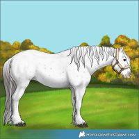 Horse Color:Brown Dun Snowflake Varnish