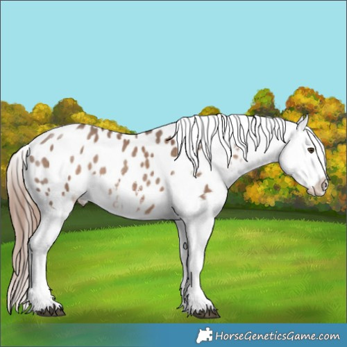 Horse Color:Liver Red Dun Sabino Tobiano Appaloosa 