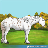 Horse Color:Liver Red Dun Sabino Tobiano Blanket 