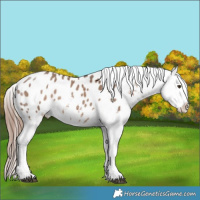 Horse Color:Liver Red Dun Sabino Tobiano Appaloosa 