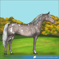 Horse Color:Platinum White Spotted Chocolate Palomino 