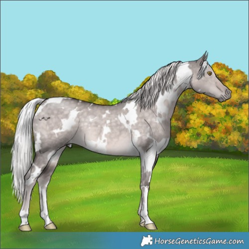 Horse Color:Platinum White Spotted Chocolate Palomino Dun 