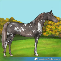 Horse Color:Platinum White Spotted Liver Chestnut 