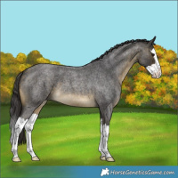 Horse Color:Buckskin Roan Splash 