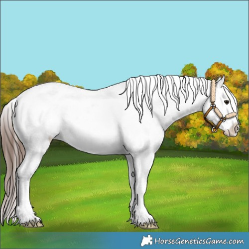 Horse Color:White Spotted Bay Appaloosa 