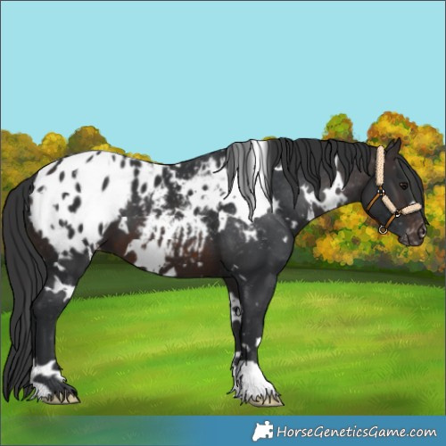 Horse Color:White Spotted Brown Appaloosa 