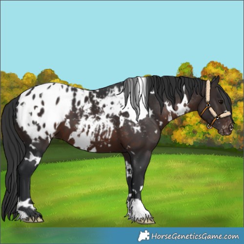Horse Color:White Spotted Brown Appaloosa 