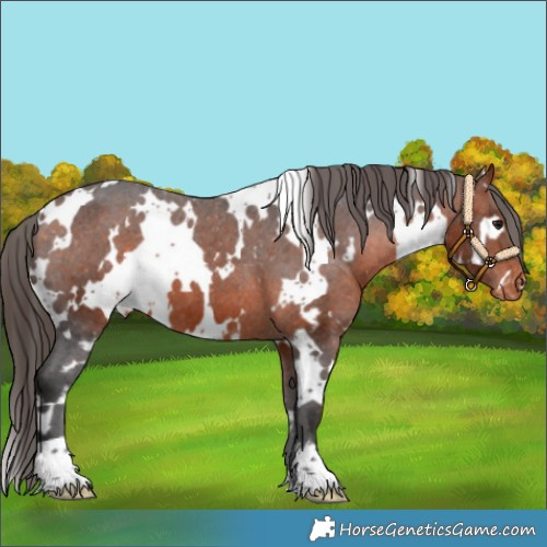 Horse Color:White Spotted Bay Appaloosa 