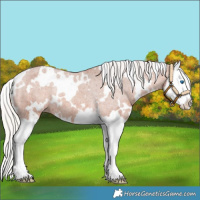 Horse Color:White Spotted Silver Bay Splash Varnish Rabicano 