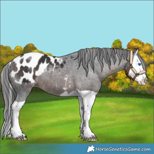 Horse Color:Brown Splash Appaloosa 