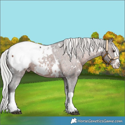 Horse Color:White Spotted Silver Brown Splash Appaloosa 