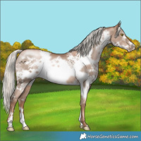 Horse Color:White Spotted Liver Chestnut Pearl Mushroom Frame Rabicano 