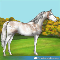 Horse Color:White Spotted Liver Red Onyx Pearl Mushroom Sabino Splash Rabicano 
