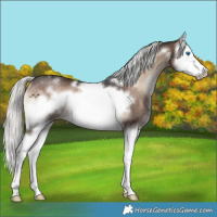 Horse Color:White Spotted Liver Red Onyx Mushroom Splash Frame Rabicano 