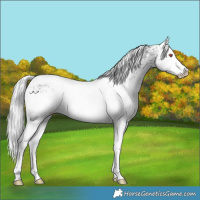 Horse Color:White Spotted Silver Black Chinchilla Ice Tobiano 