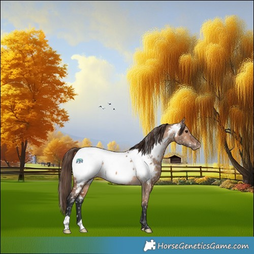 Horse Color:Bay Dun Appaloosa 