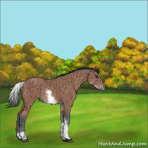 Horse Color:White Spotted Bay Ice 