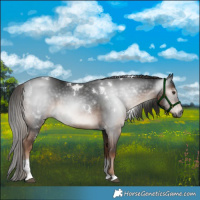 Horse Color:Gray White Spotted Liver Chestnut Tobiano 