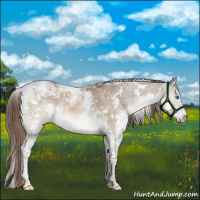 Horse Color:White Spotted Liver Red Dun Splash Tobiano 