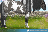 Horse Color:White Spotted Grullo 