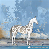 Horse Color:Buckskin Roan Dun Near Leopard Brindle 