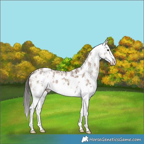 Horse Color:Liver Red Dun Sabino Appaloosa Brindle 