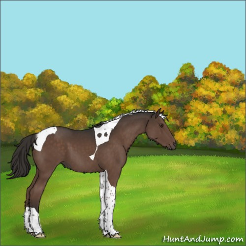 Horse Color:Liver Chestnut Tobiano 