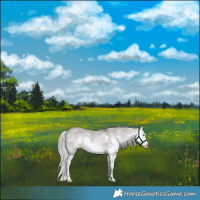 Horse Color:Platinum White Spotted Liver Red Dun Splash Rabicano 