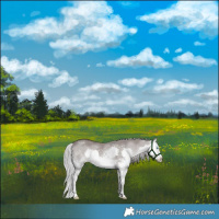 Horse Color:Platinum White Spotted Liver Red Dun Splash Rabicano