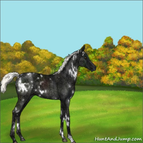 Horse Color:White Spotted Liver Chestnut Ice Mushroom 