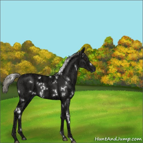 Horse Color:White Spotted Liver Chestnut Ice Mushroom 