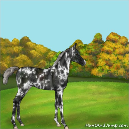 Horse Color:White Spotted Liver Chestnut Ice Mushroom 