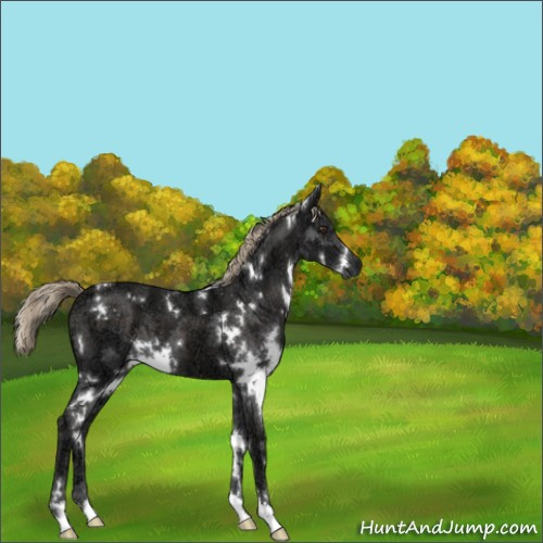 Horse Color:White Spotted Liver Chestnut Ice 