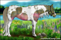 Horse Color:Plaid  Chocolate Palomino Tobiano 